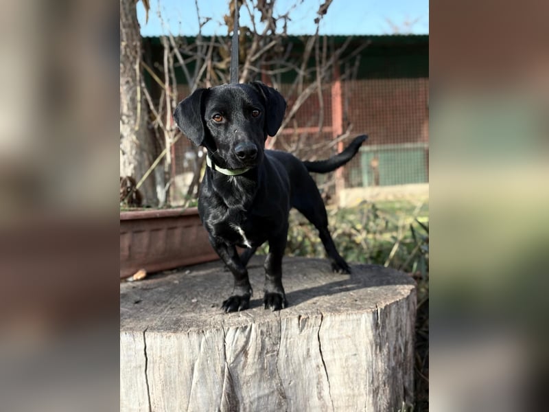 Tadé - Dackelmix möchte bei dir einziehen!