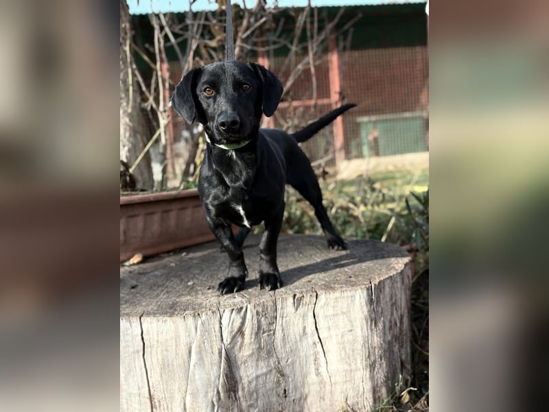 Tadé - Dackelmix möchte bei dir einziehen!