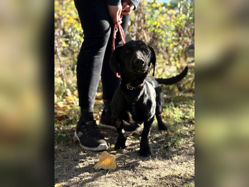 Tadé - Dackelmix möchte bei dir einziehen!