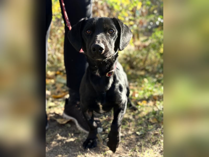 Tadé - Dackelmix möchte bei dir einziehen!