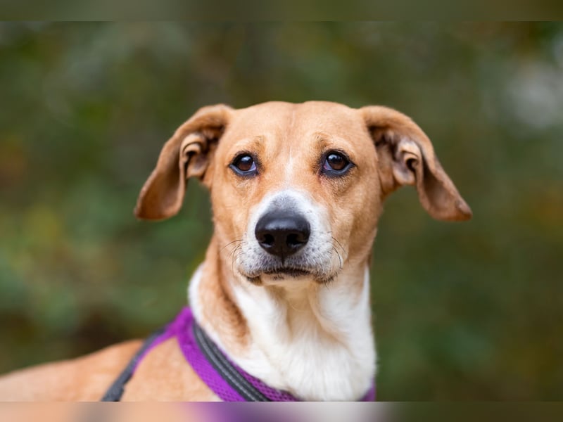 Bucks sucht menschen mit liebe und geduld