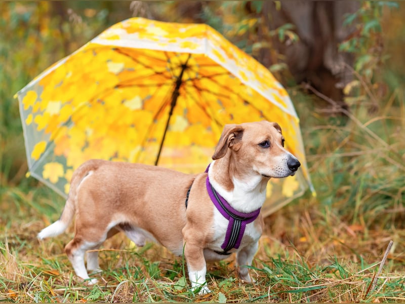 Bucks sucht menschen mit liebe und geduld