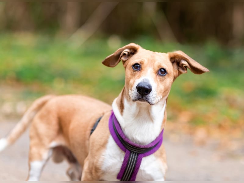 Bucks sucht menschen mit liebe und geduld