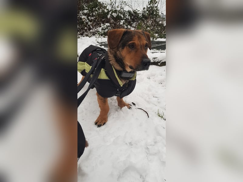 eigenwilliger Dackel Mischlings-Rüde Lero sucht ein Zuhause