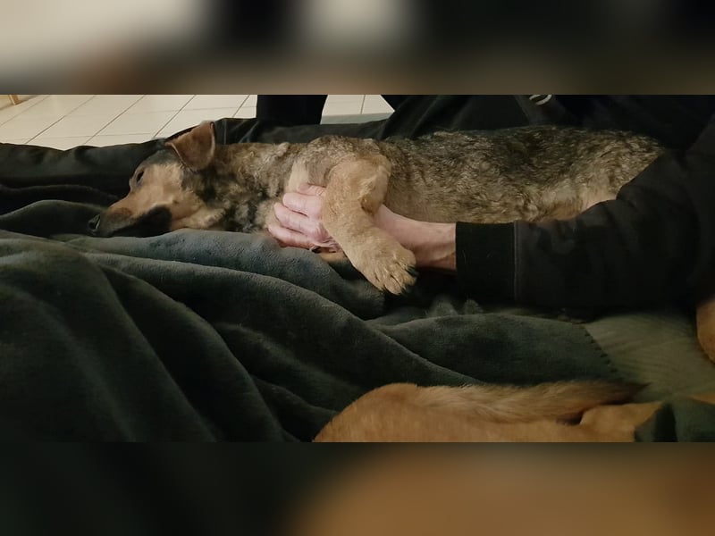 eigenwilliger Dackel Mischlings-Rüde Lero sucht ein Zuhause