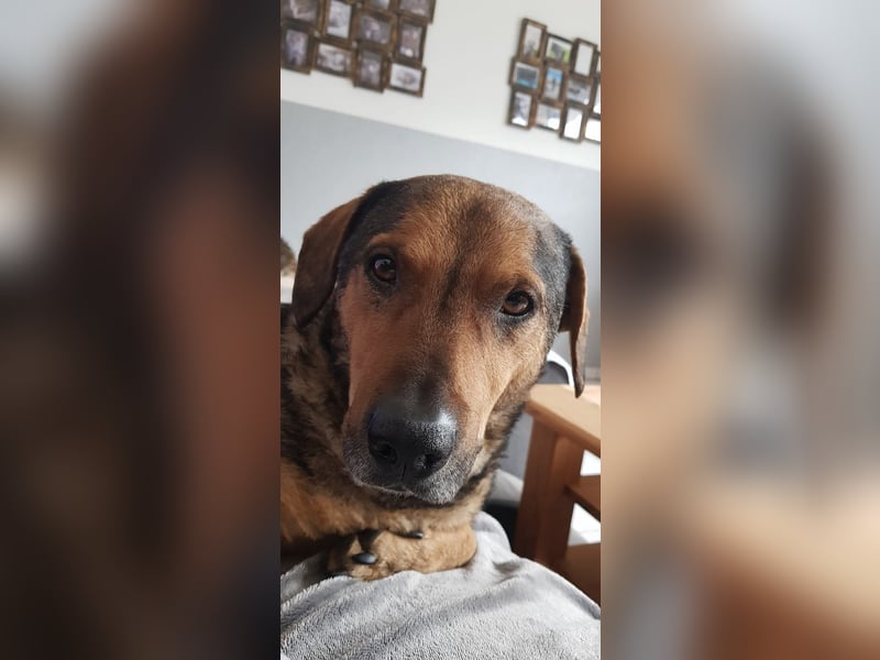 eigenwilliger Dackel Mischlings-Rüde Lero sucht ein Zuhause