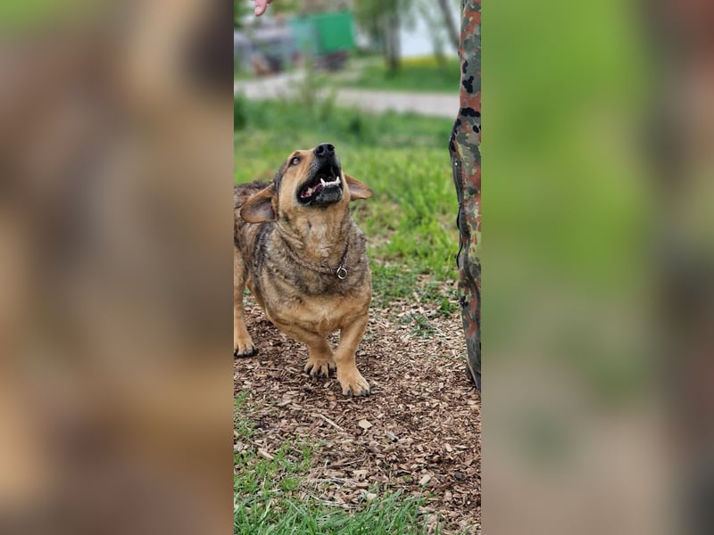 eigenwilliger Dackel Mischlings-Rüde Lero sucht ein Zuhause