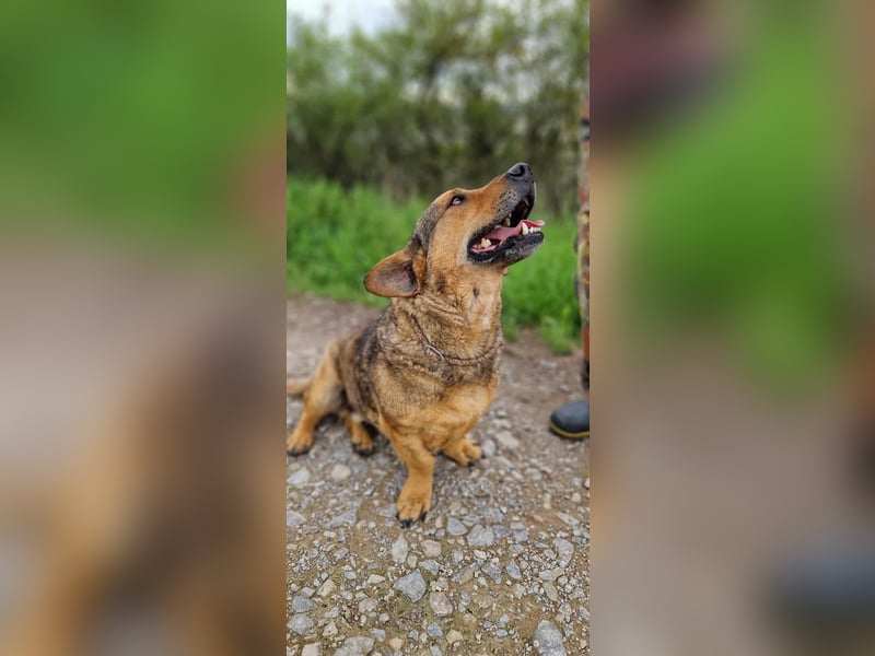 eigenwilliger Dackel Mischlings-Rüde Lero sucht ein Zuhause