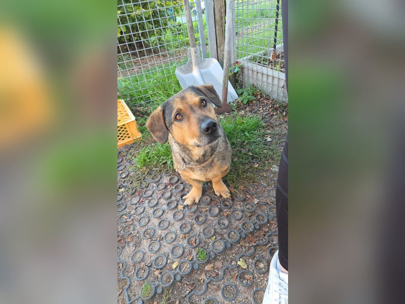 eigenwilliger Dackel Mischlings-Rüde Lero sucht ein Zuhause