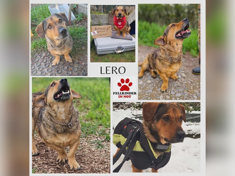 eigenwilliger Dackel Mischlings-Rüde Lero sucht ein Zuhause