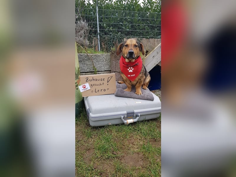 eigenwilliger Dackel Mischlings-Rüde Lero sucht ein Zuhause