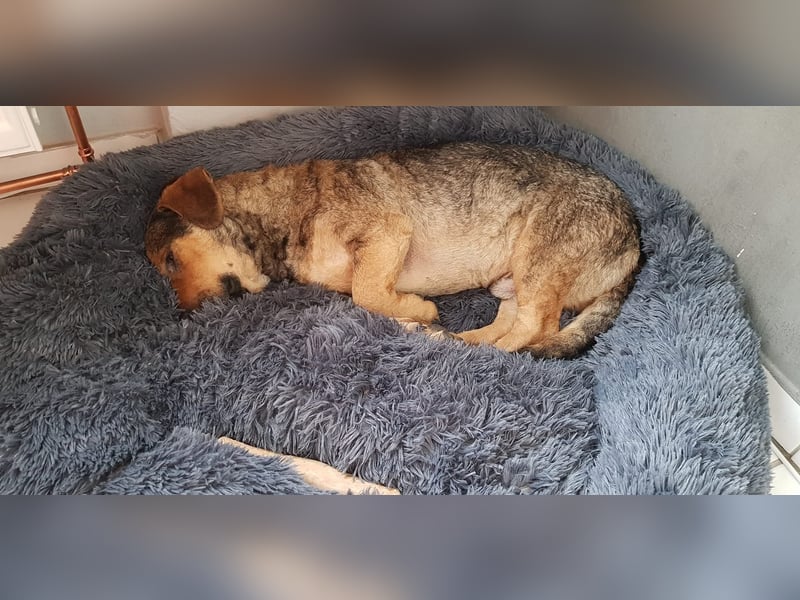 eigenwilliger Dackel Mischlings-Rüde Lero sucht ein Zuhause