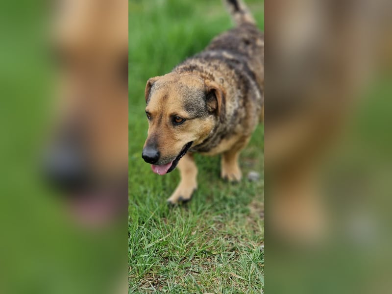 eigenwilliger Dackel Mischlings-Rüde Lero sucht ein Zuhause