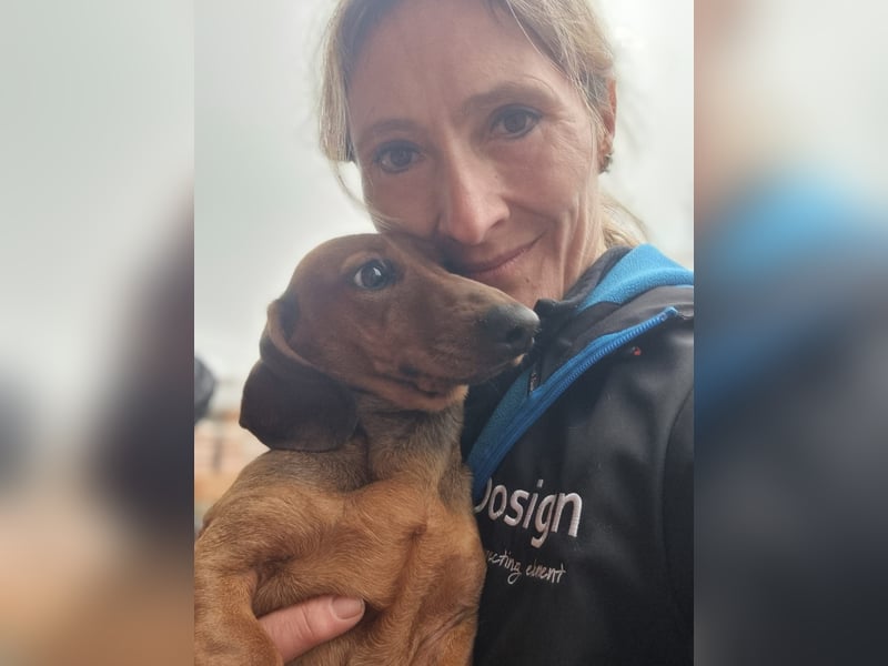 KUPAK und DUGO, zwei süsse Dackelchen suchen ein Zuhause (auch getrennt).