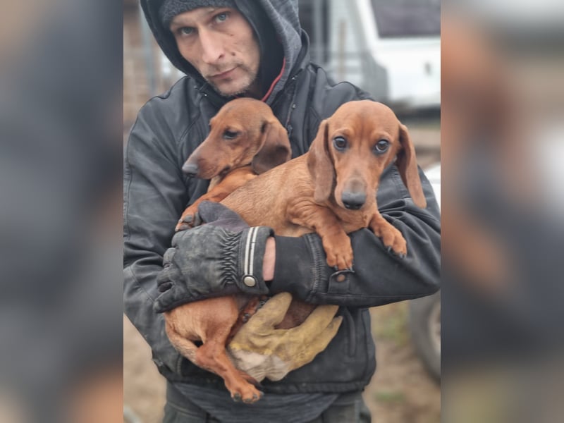 KUPAK und DUGO, zwei süsse Dackelchen suchen ein Zuhause (auch getrennt).