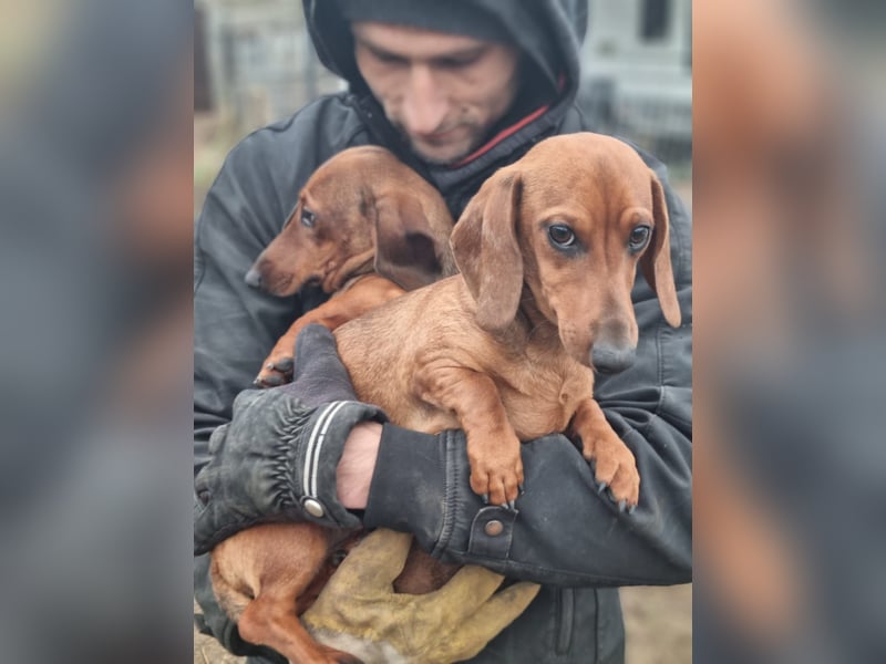 KUPAK und DUGO, zwei süsse Dackelchen suchen ein Zuhause (auch getrennt).