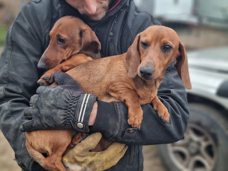KUPAK und DUGO, zwei süsse Dackelchen suchen ein Zuhause (auch getrennt).