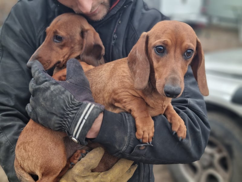 KUPAK und DUGO, zwei süsse Dackelchen suchen ein Zuhause (auch getrennt).