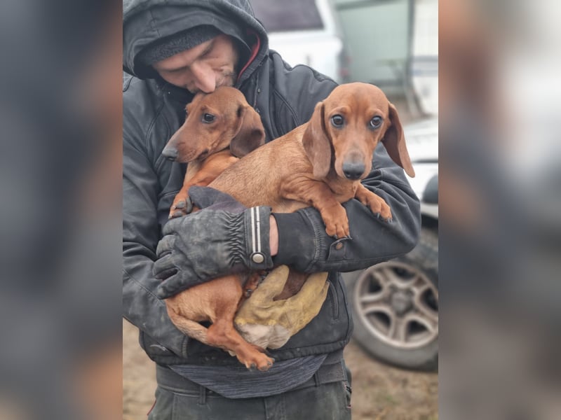 KUPAK und DUGO, zwei süsse Dackelchen suchen ein Zuhause (auch getrennt).