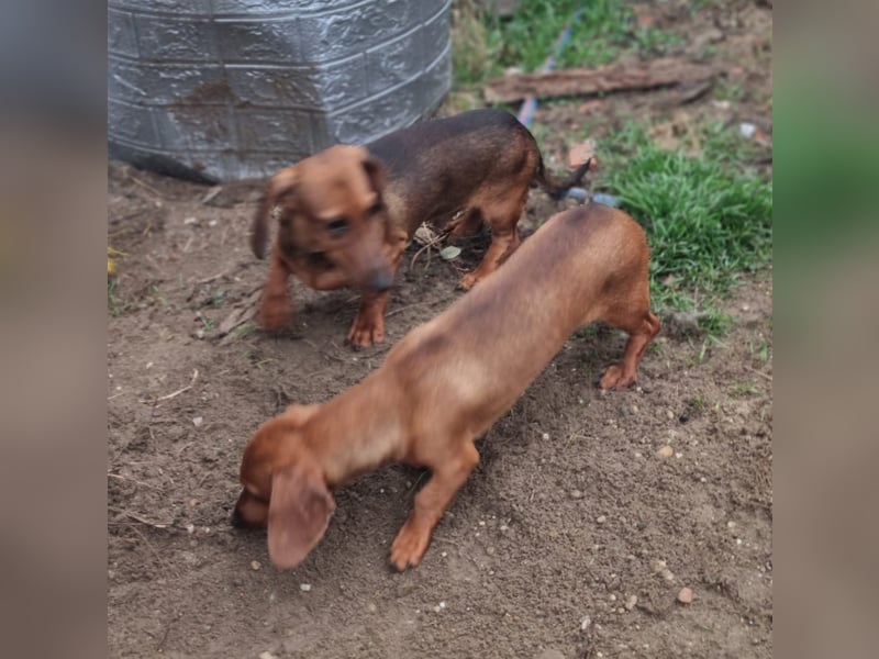 KUPAK und DUGO, zwei süsse Dackelchen suchen ein Zuhause (auch getrennt).