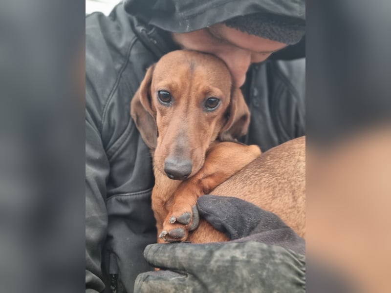 KUPAK und DUGO, zwei süsse Dackelchen suchen ein Zuhause (auch getrennt).