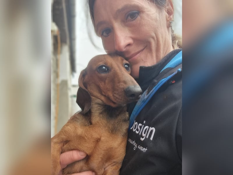 KUPAK und DUGO, zwei süsse Dackelchen suchen ein Zuhause (auch getrennt).