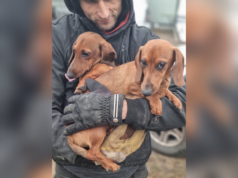 KUPAK und DUGO, zwei süsse Dackelchen suchen ein Zuhause (auch getrennt).