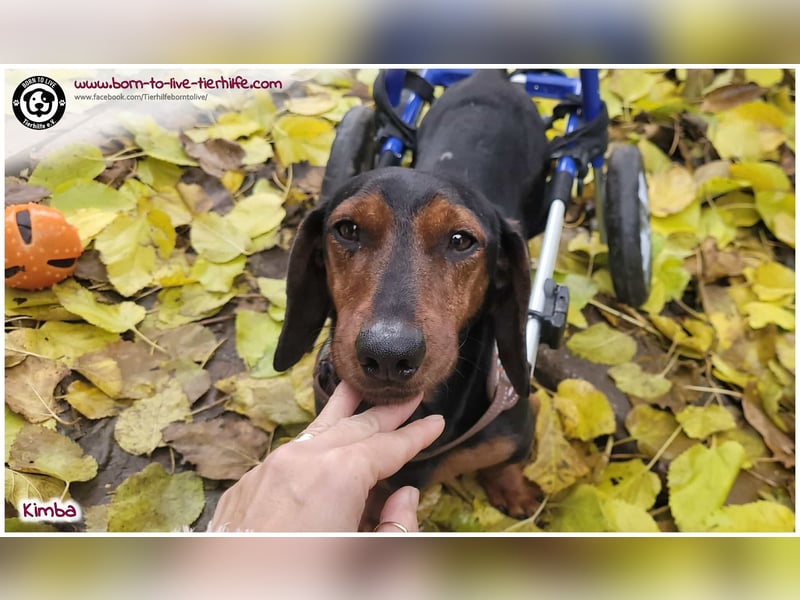 Liebevolles Zuhause gesucht für unseren hübschen Handicap-Hund KIMBA