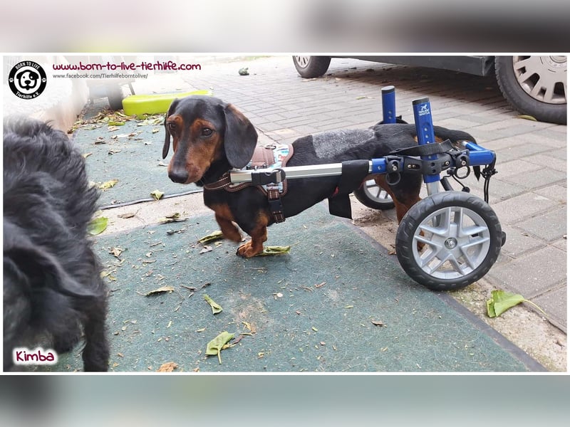 Liebevolles Zuhause gesucht für unseren hübschen Handicap-Hund KIMBA