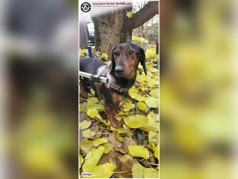 Liebevolles Zuhause gesucht für unseren hübschen Handicap-Hund KIMBA