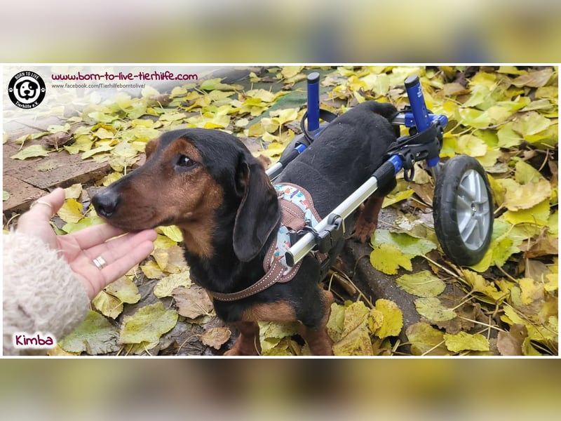 Liebevolles Zuhause gesucht für unseren hübschen Handicap-Hund KIMBA