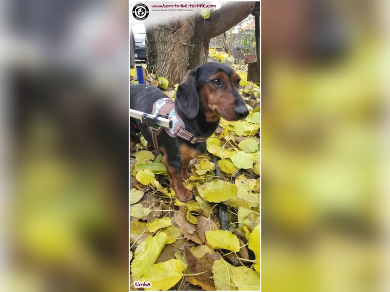 Liebevolles Zuhause gesucht für unseren hübschen Handicap-Hund KIMBA