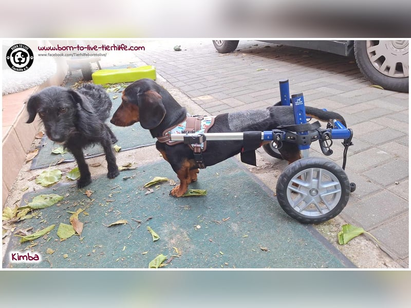 Liebevolles Zuhause gesucht für unseren hübschen Handicap-Hund KIMBA