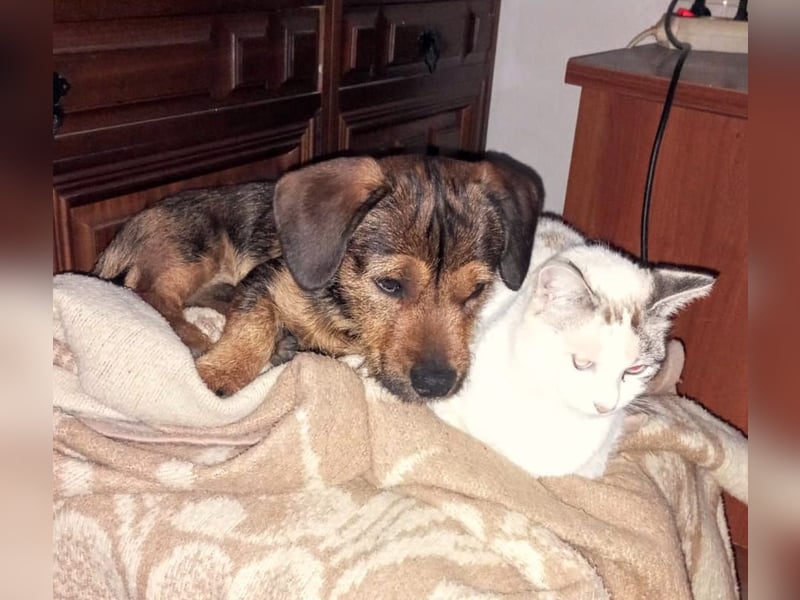 NALA sucht ihr Kuschelglück