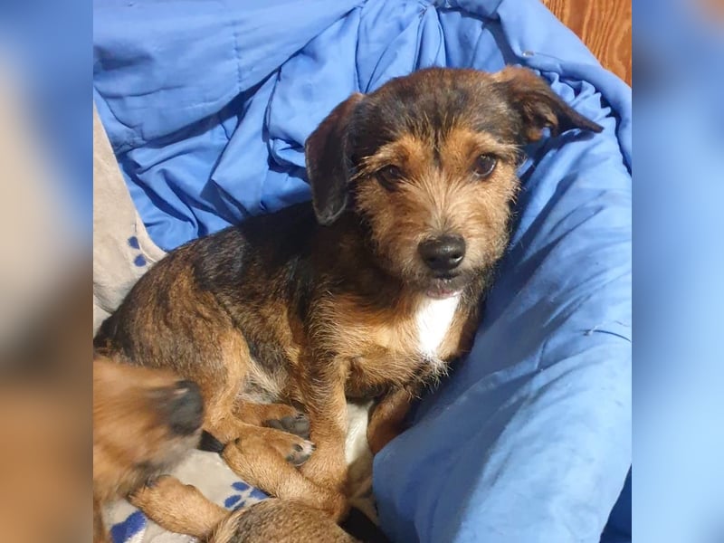 NALA sucht ihr Kuschelglück