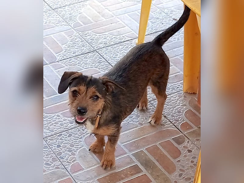 NALA sucht ihr Kuschelglück