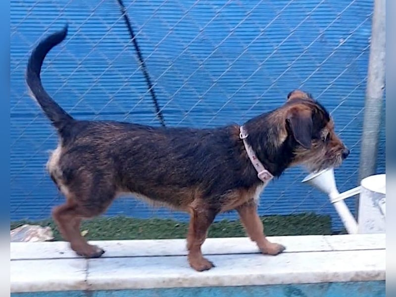 NALA sucht ihr Kuschelglück