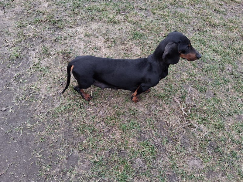 Dackel Kurzhaar schwarz rot reinrassig