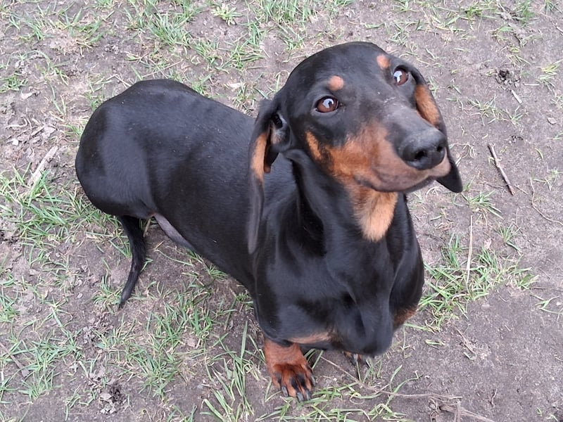 Dackel Kurzhaar schwarz rot reinrassig