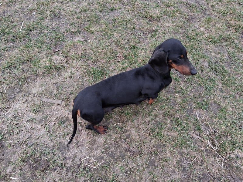 Dackel Kurzhaar schwarz rot reinrassig