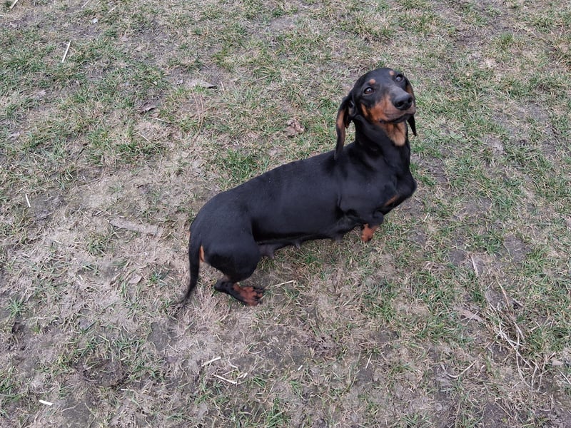 Dackel Kurzhaar schwarz rot reinrassig