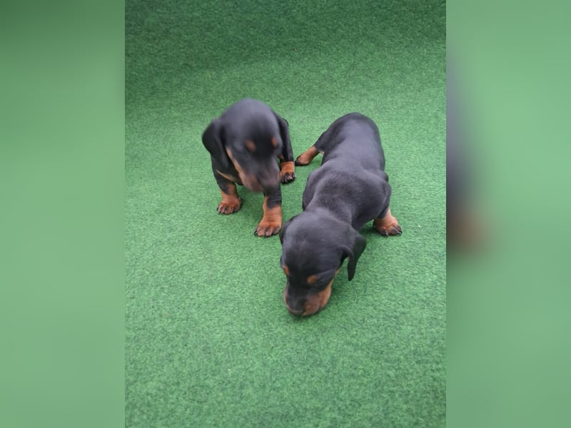 Dackel Kurzhaar schwarz rot reinrassig