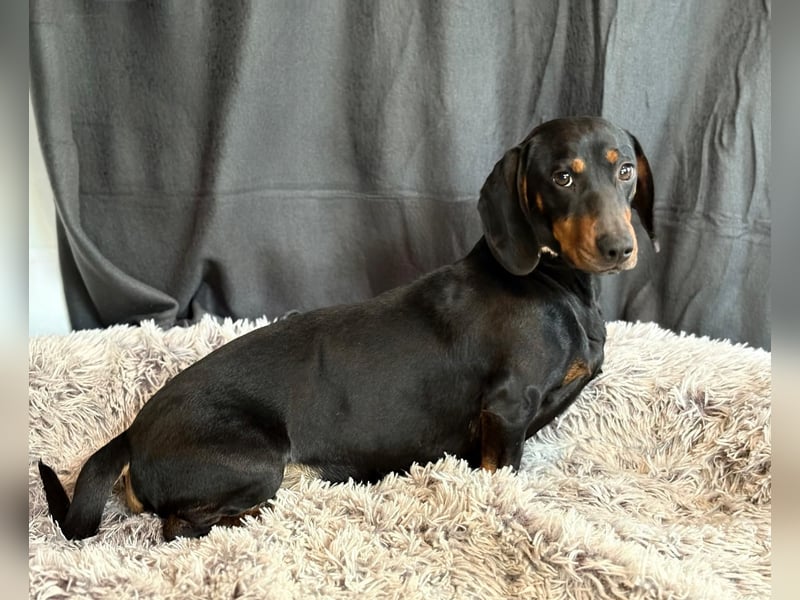 MENDE - Kleiner Dackelrüde sucht seine Familie