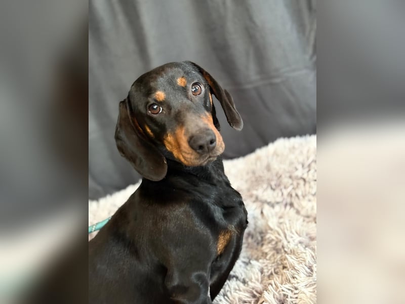 MENDE - Kleiner Dackelrüde sucht seine Familie