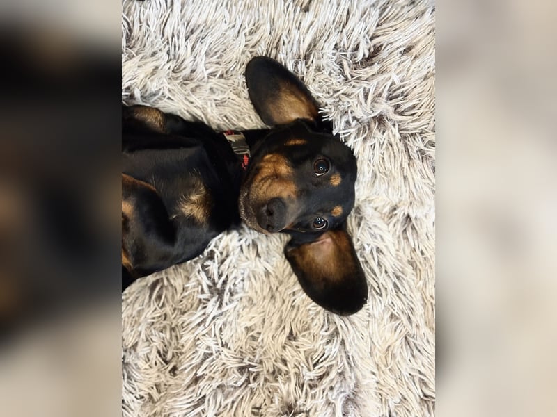 MENDE - Kleiner Dackelrüde sucht seine Familie