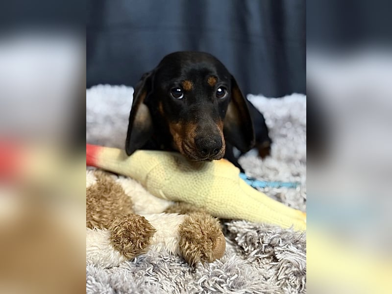 MENDE - Kleiner Dackelrüde sucht seine Familie