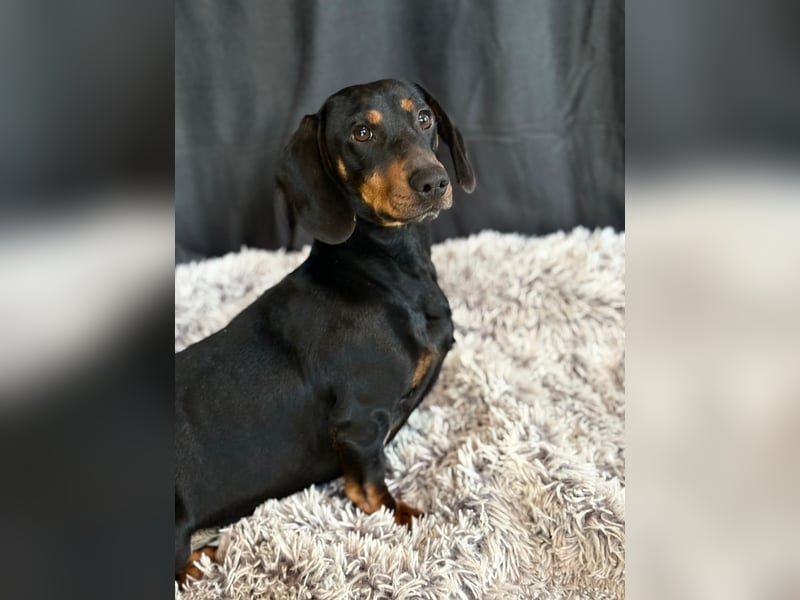 MENDE - Kleiner Dackelrüde sucht seine Familie