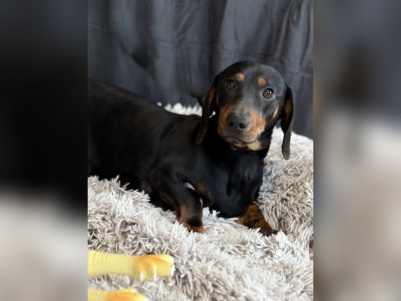 MENDE - Kleiner Dackelrüde sucht seine Familie