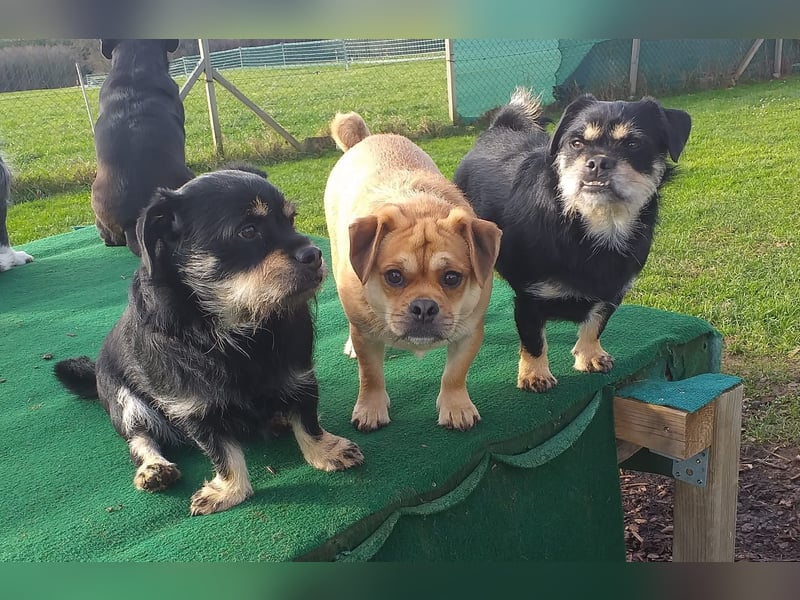 Fritz auf Pflegestelle in 88339 Bad Waldsee sucht sein Zuhause für Immer