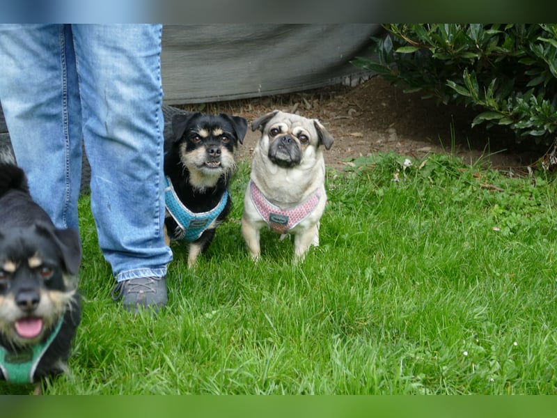 Fritz auf Pflegestelle in 88339 Bad Waldsee sucht sein Zuhause für Immer